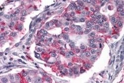 NPY2R Antibody, Novus Biologicals 50 &mu;g; Unconjugated:Antibodies, Polyclonal